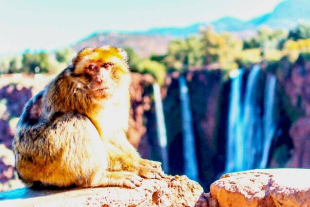 ouzoud waterfalls Marrakech